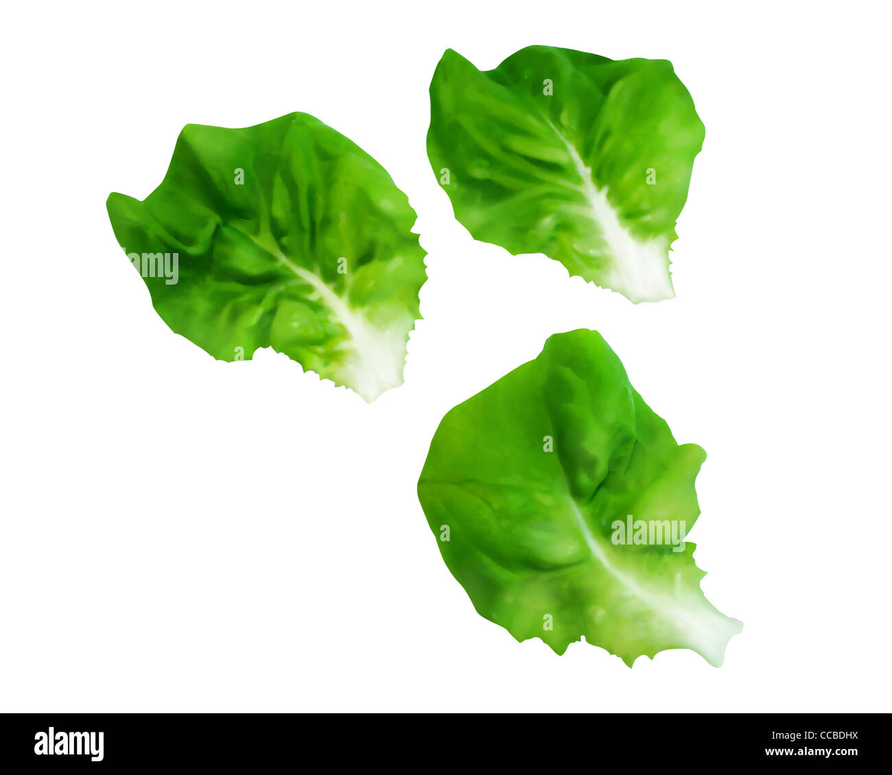 Leaves of Boston Lettuce Stock Photo