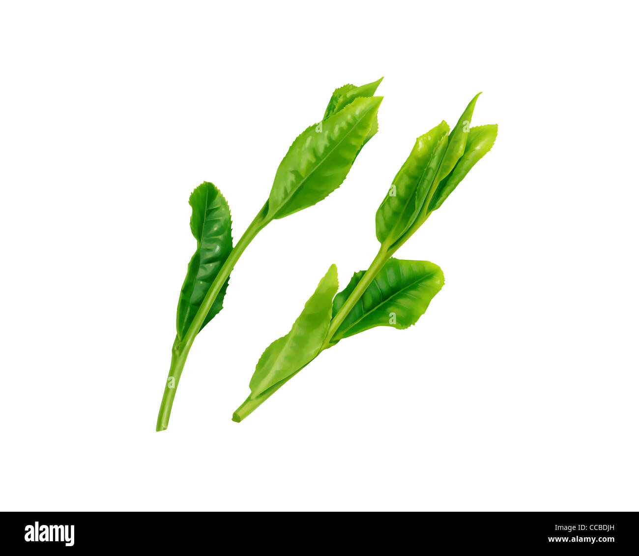Leaves of Green Tea Stock Photo