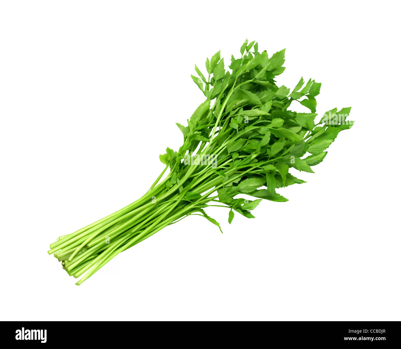 Japanese Parsley Stock Photo Alamy Japanese Parsley Stock Photo Alamy