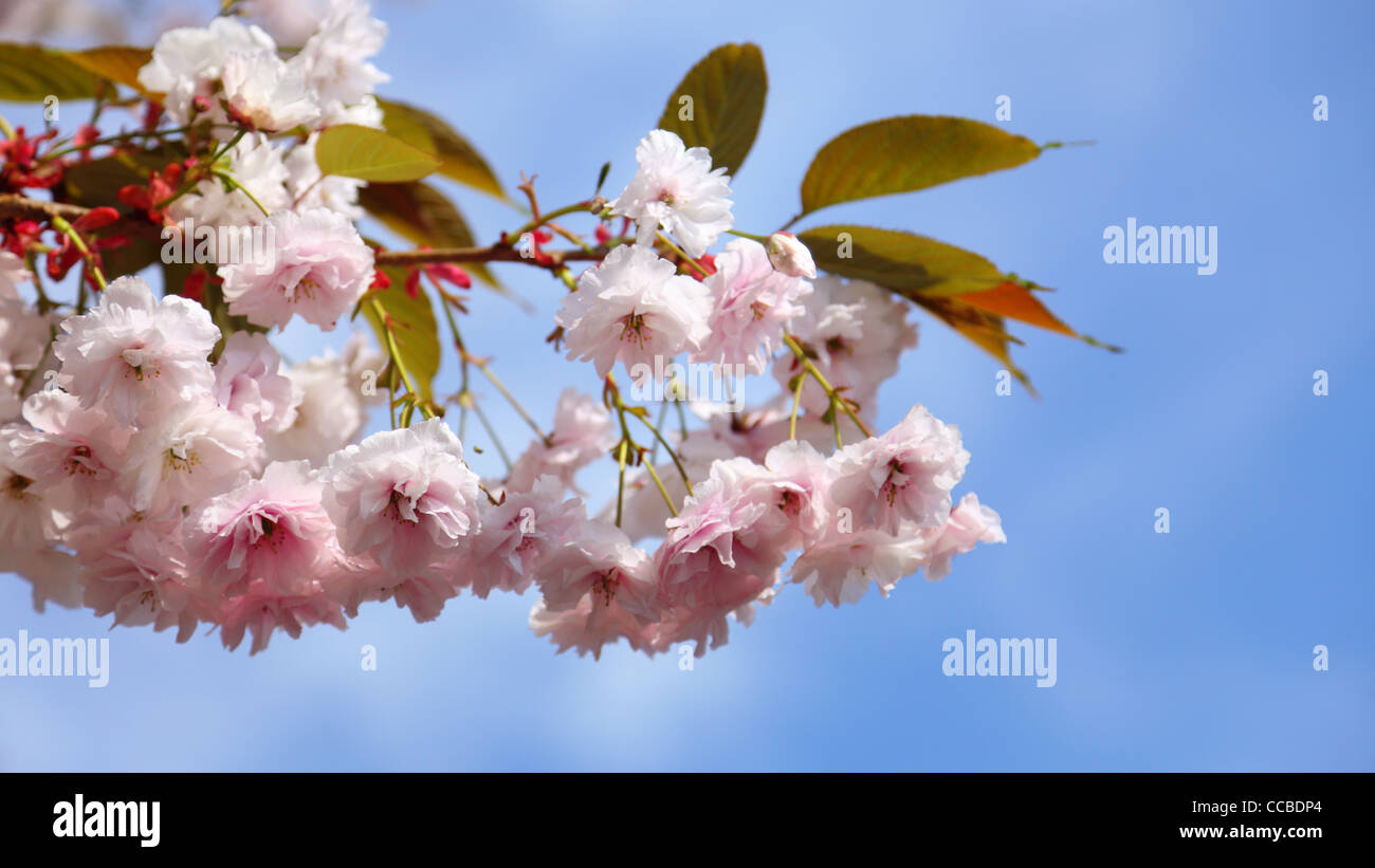 Cherry blossom in blue sky and sun. Nature Stock Photo - Alamy