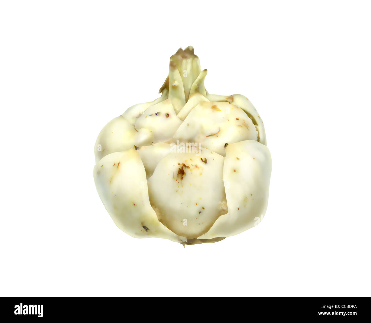 Edible Lily Bulb Stock Photo Alamy