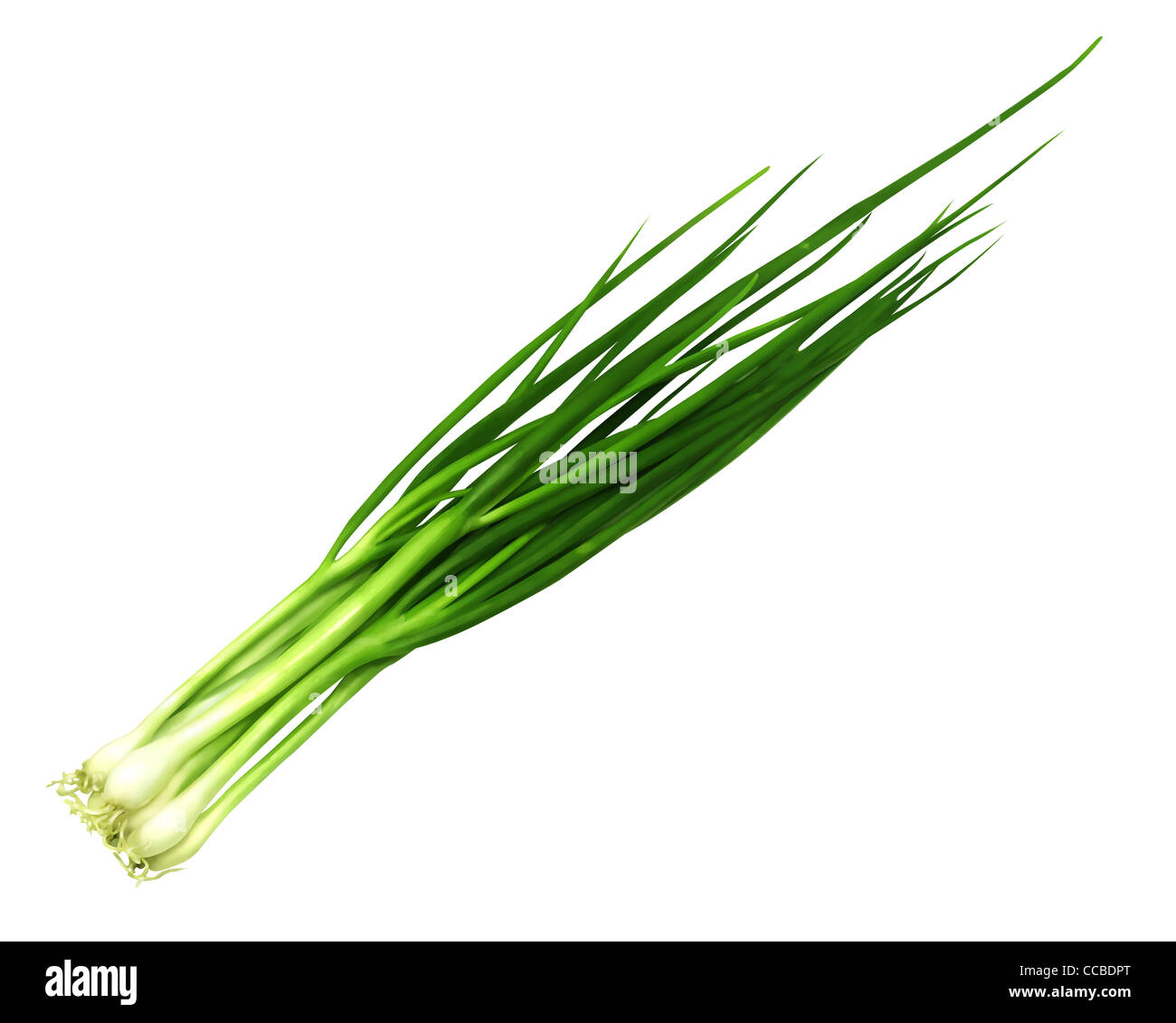 Wakegi green onion hires stock photography and images Alamy