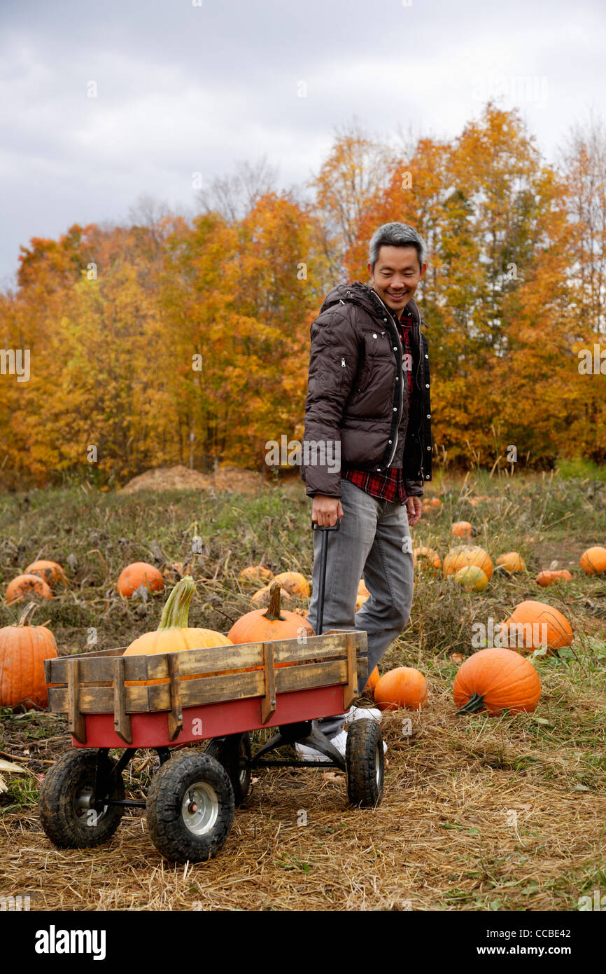 man pulling wagon with pumkins Stock Photo Alamy