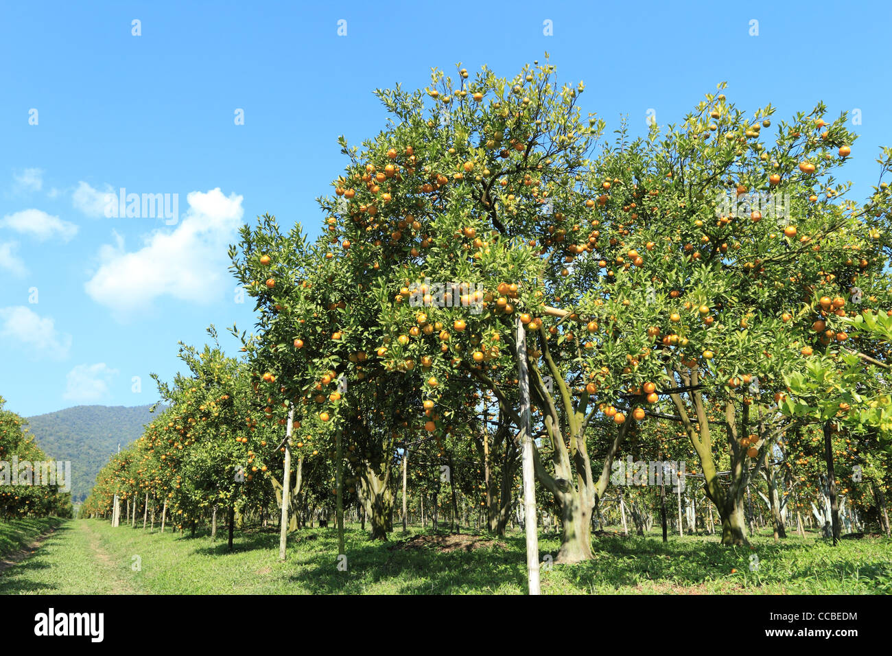 Orange trees Stock Photo