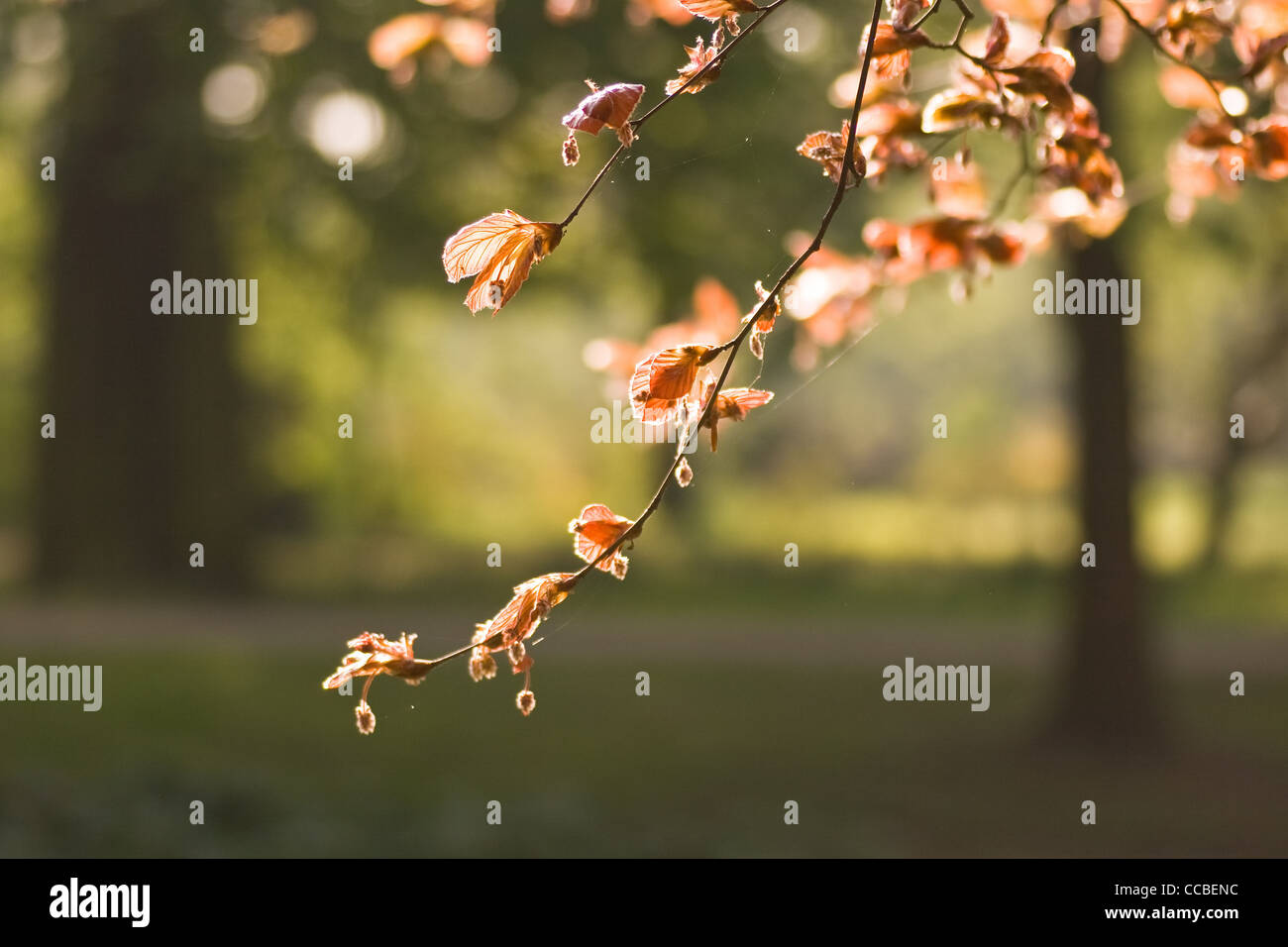 Red Beech Red beech hi-res stock photography and images - Alamy