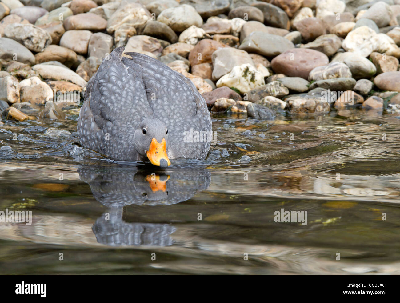 Fuegian Steamer Duck (Tachyeres pteneres Stock Photo Alamy
