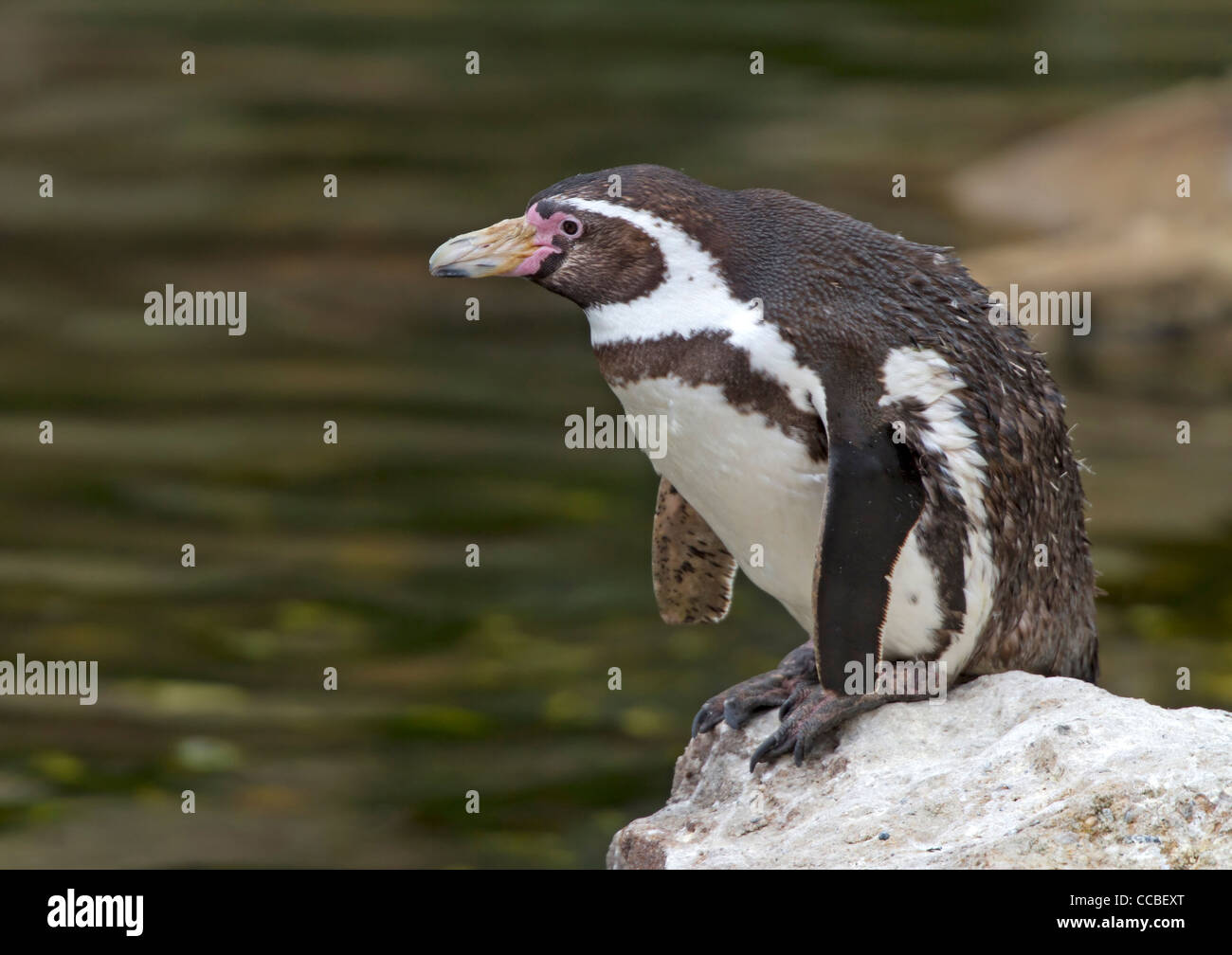 Humboldt Penguins (Spheniscus humboldti) Stock Photo