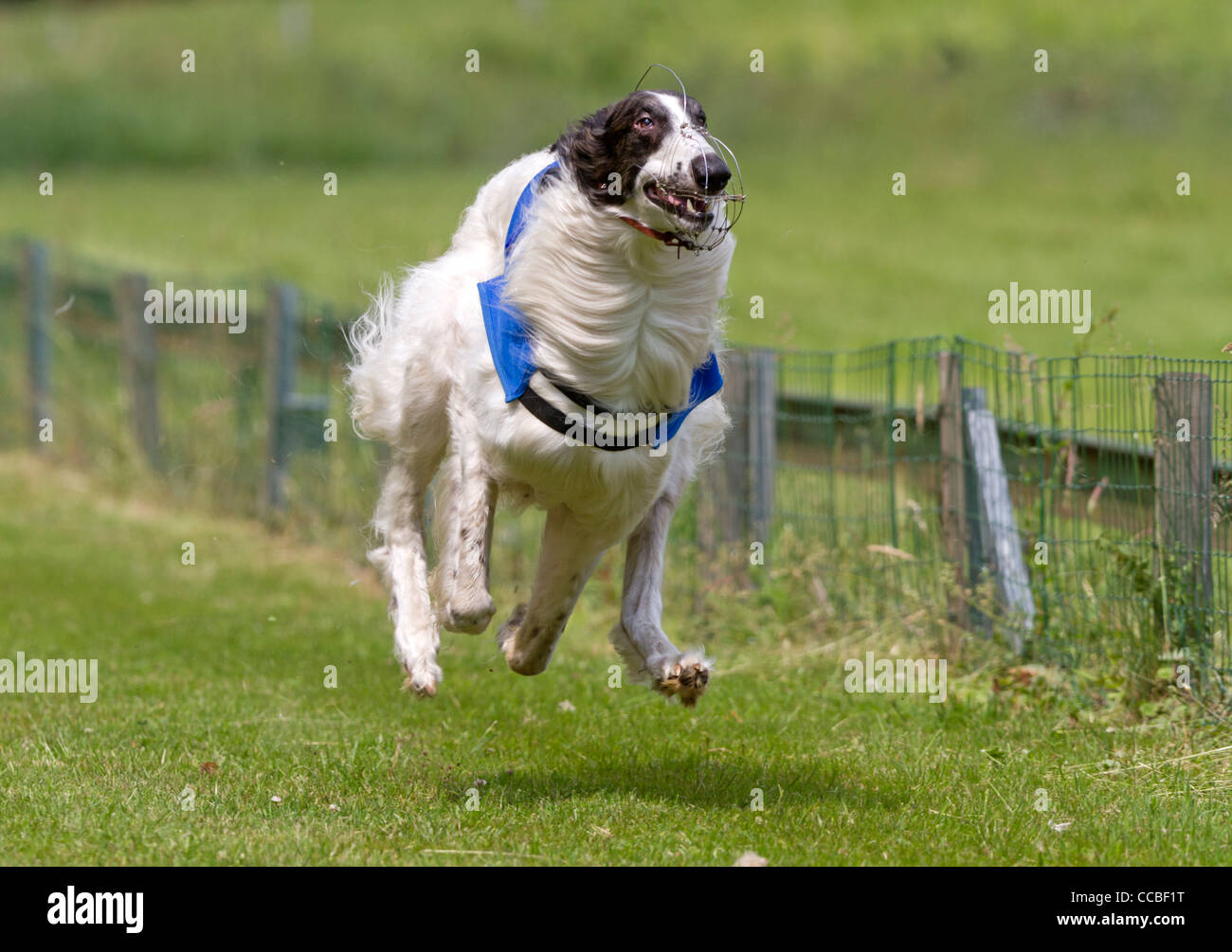 Dog racing Stock Photo