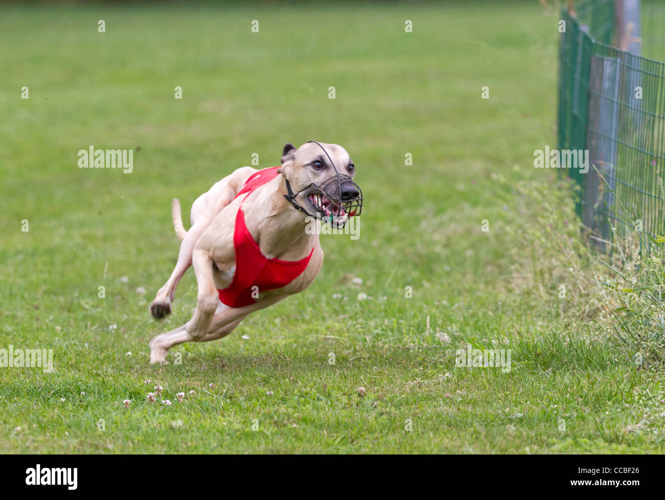 Runing dog hires stock photography and images Alamy