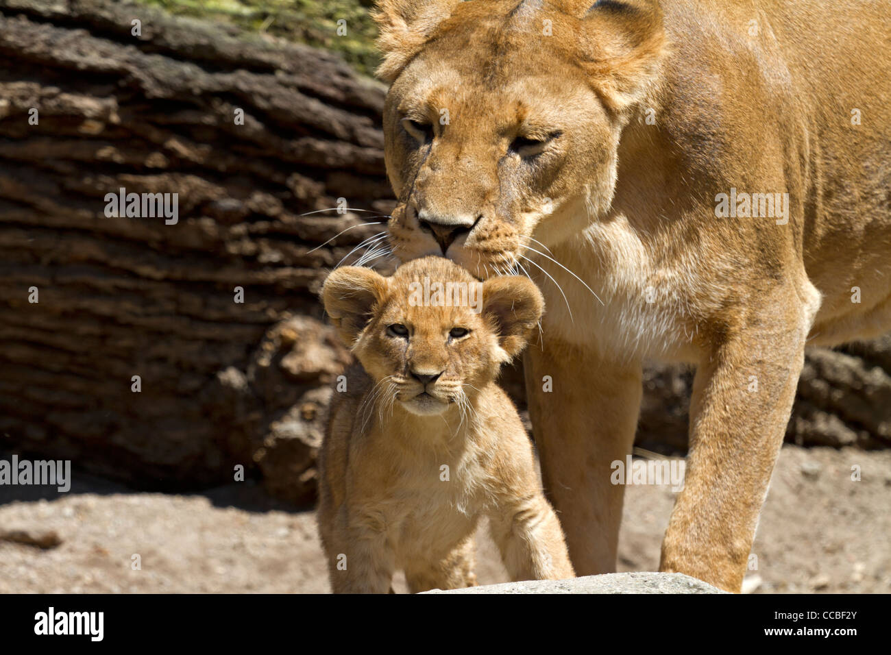 Lion (Panthera leo) Stock Photo