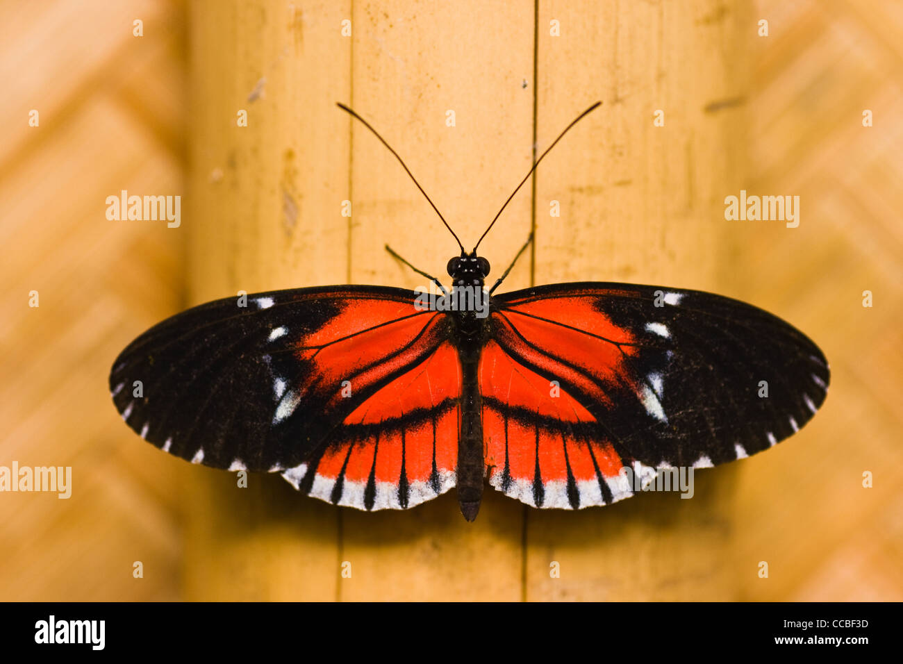 Red White And Black Tropical Butterfly Heleconius Melpomene