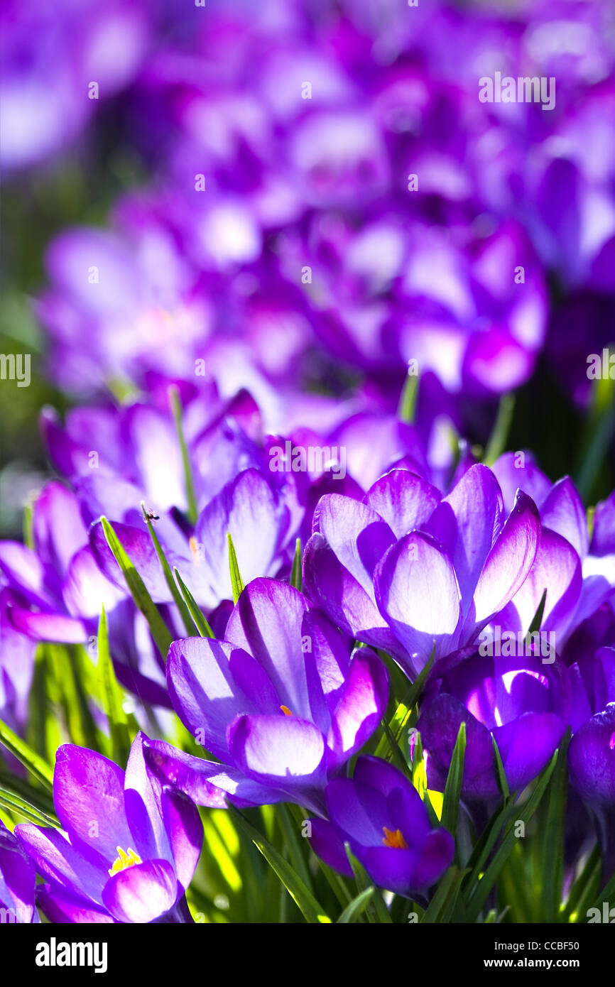 Purple spring crocus or Crocus vernus blooming in March in sunshine Stock Photo