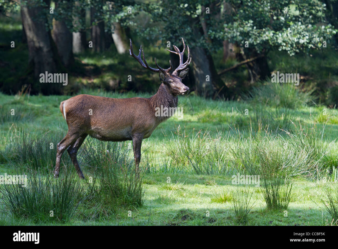Red Deer (Cervus elaphus Stock Photo - Alamy