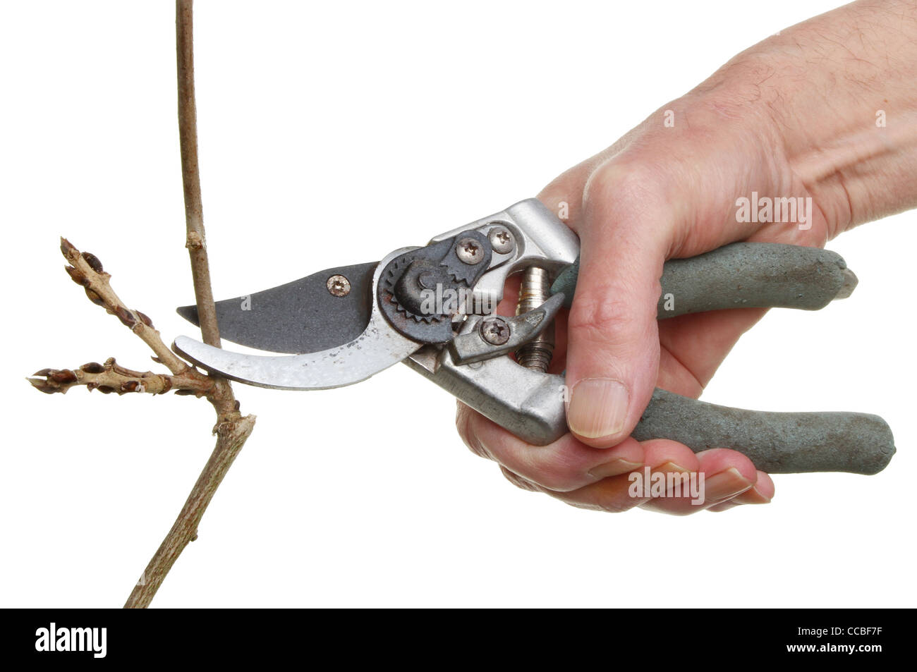 Closeup of secateurs in a hand pruning a shrub isolated against white Stock Photo