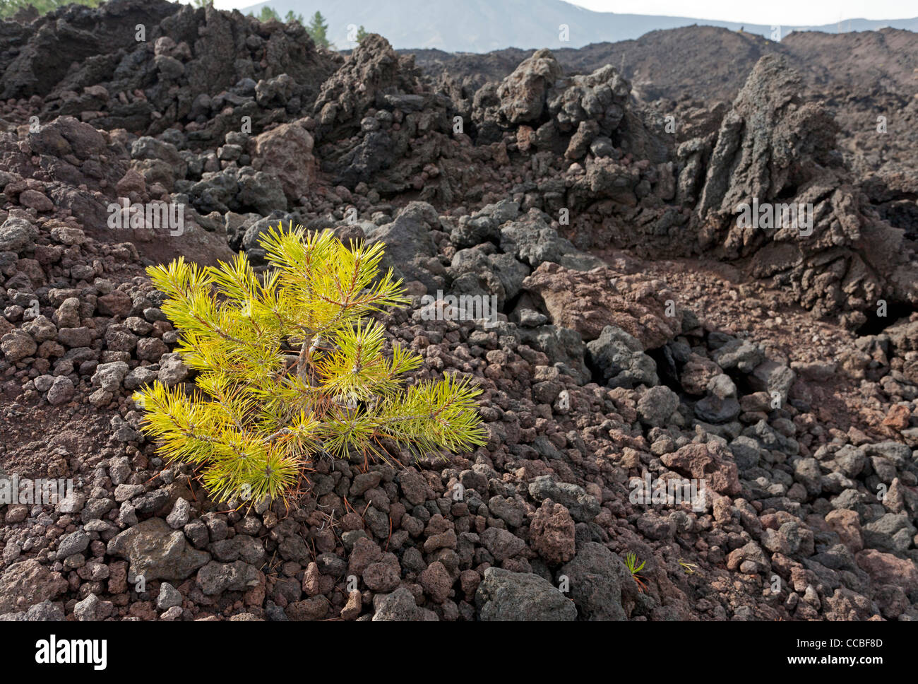 Young tree in stream of lava Stock Photo