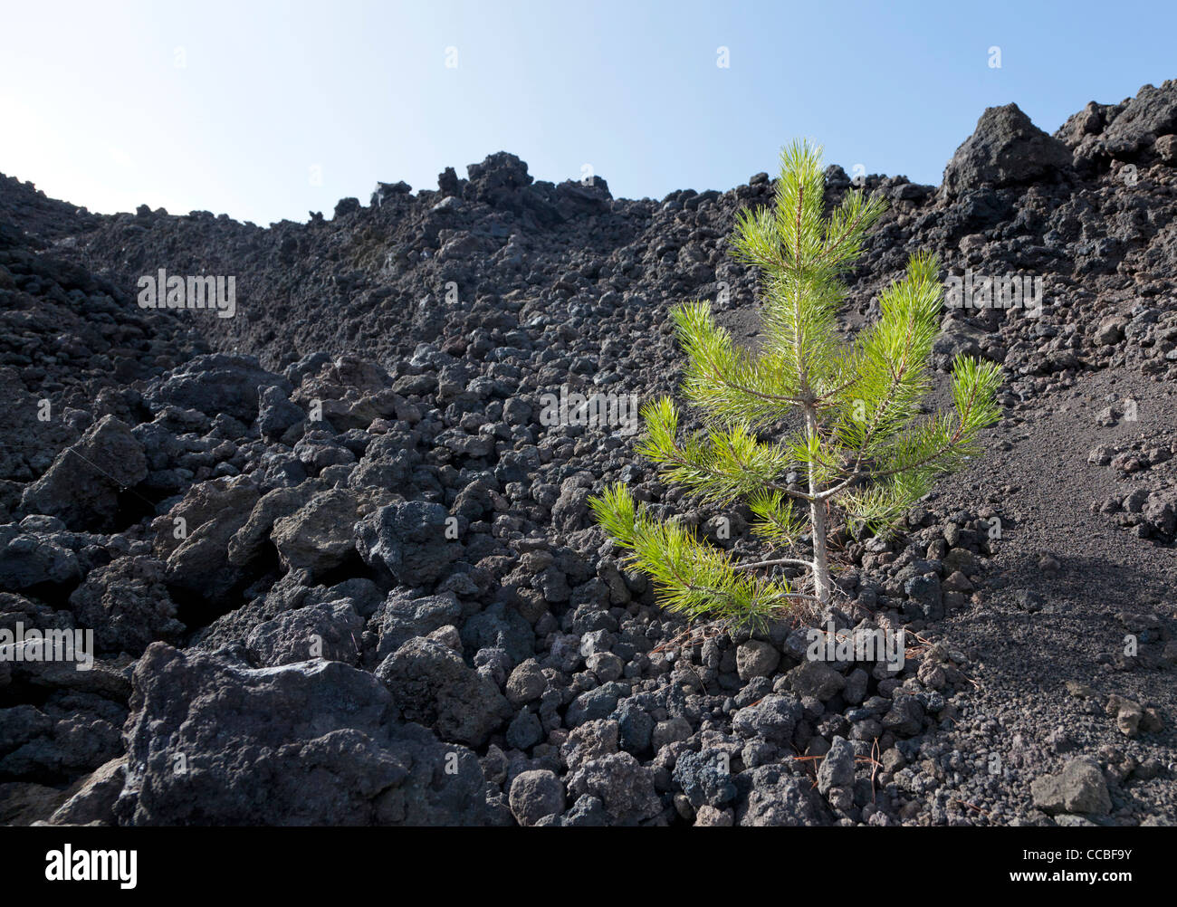 Young tree in stream of lava Stock Photo