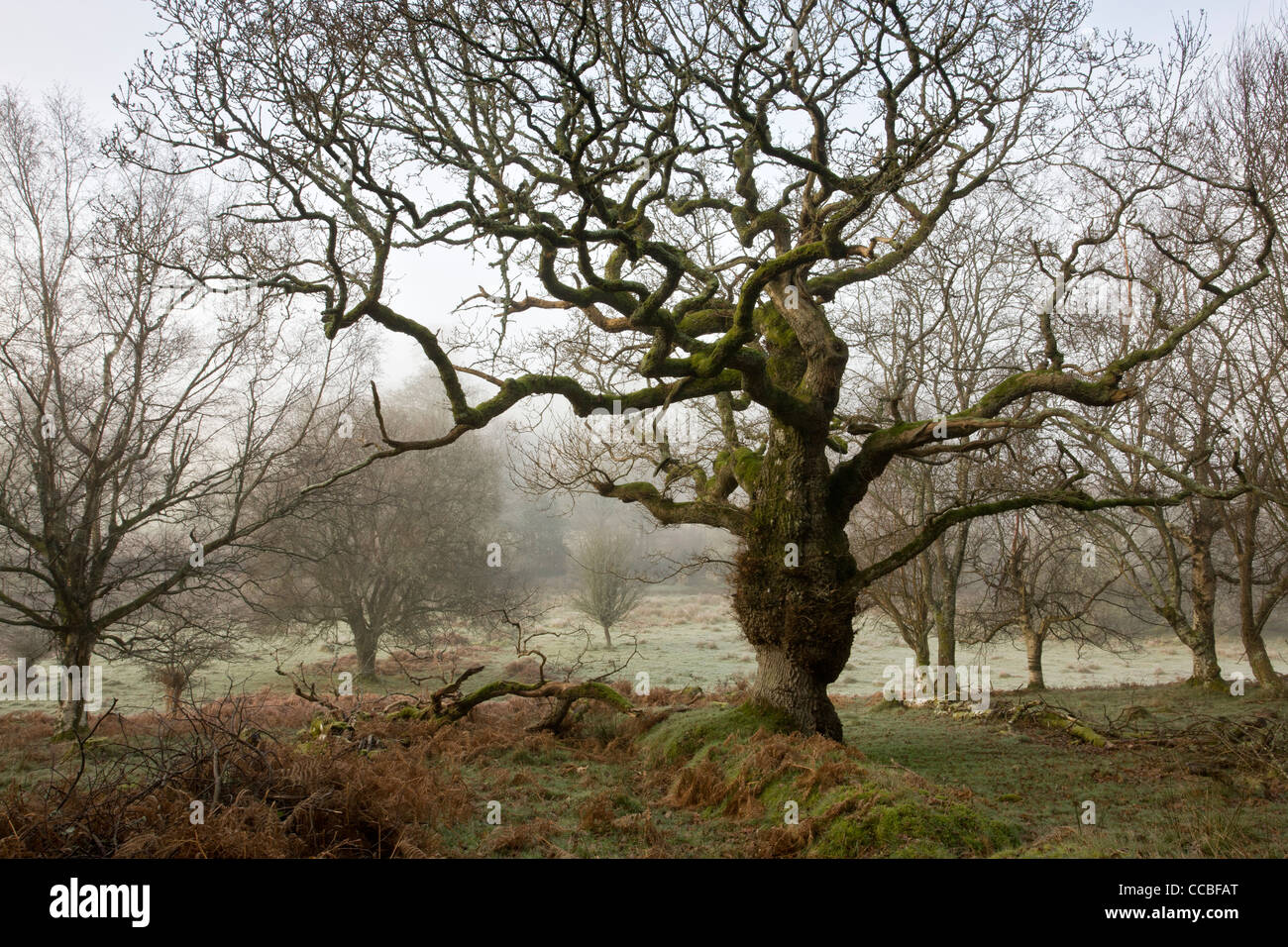 Common oak trees in Whiddon, or Whyddon Deer Park. 16th century old park, Teign Valley, Dartmoor. Stock Photo