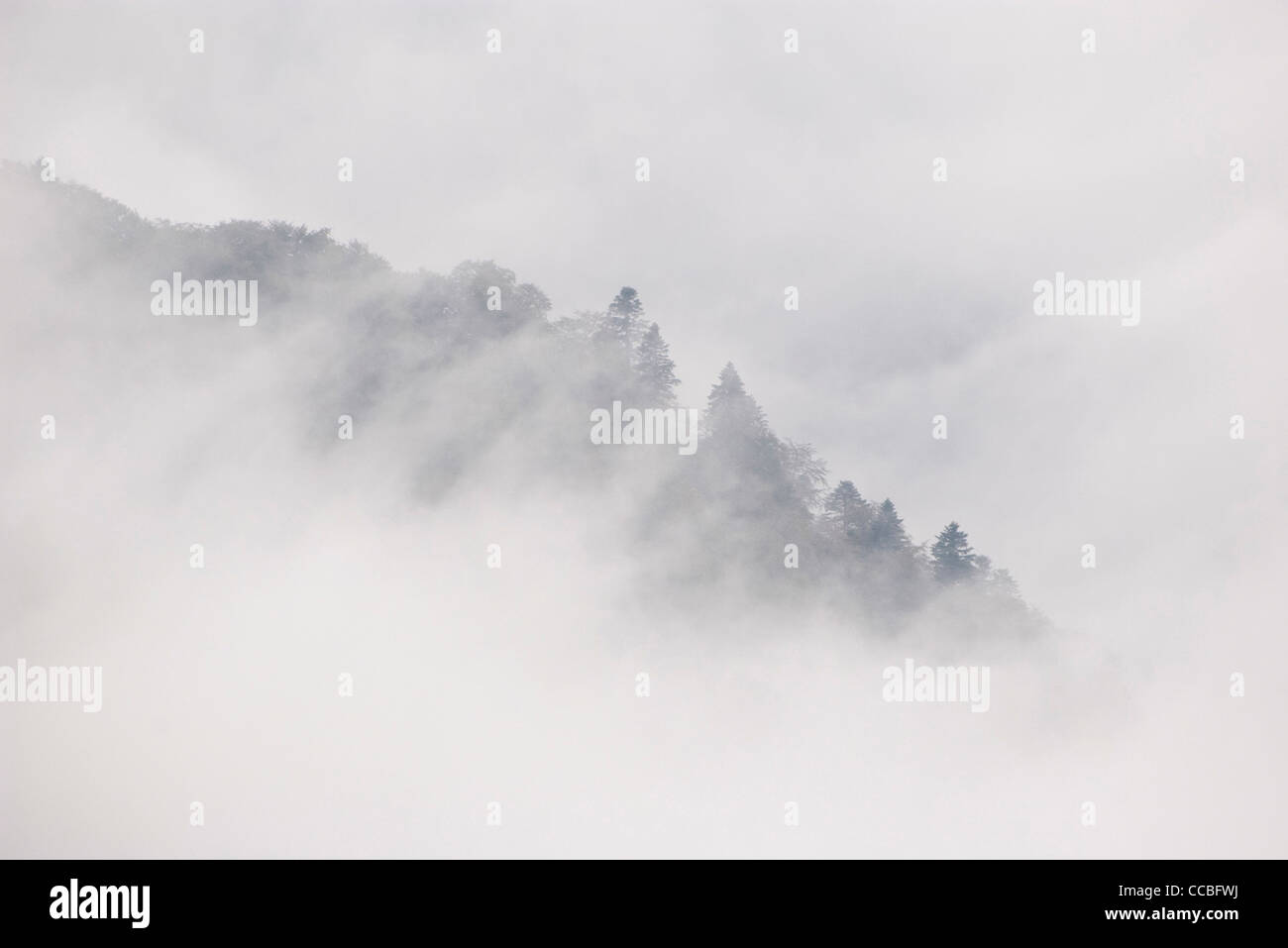 Thick forest of trees hi-res stock photography and images - Alamy