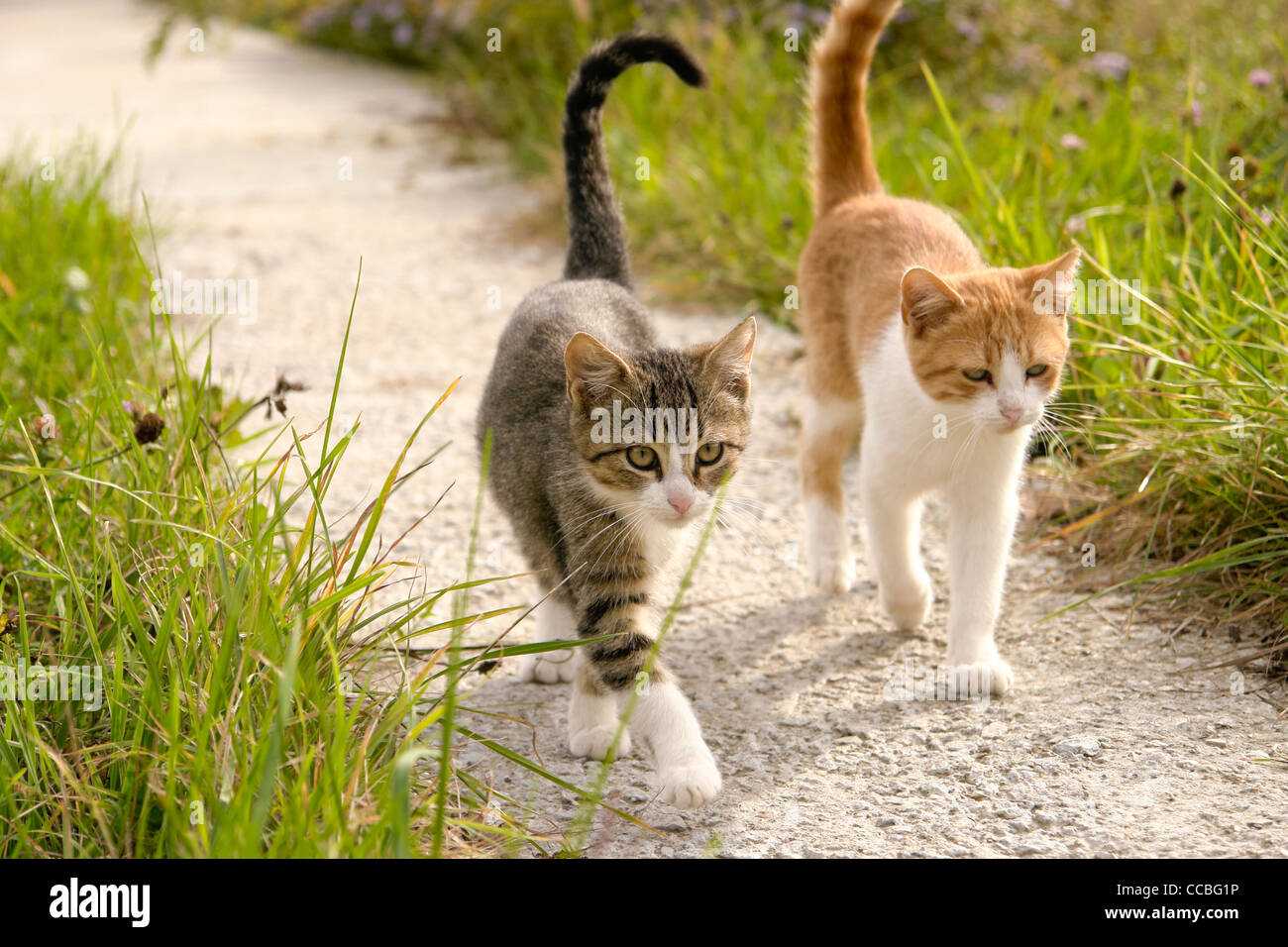 Сколько дней кошка может гулять с котами. Сколько кошки гуляют с котами. Два кота. Кошачьи колонии. Сколько кошки гуляют с котами.