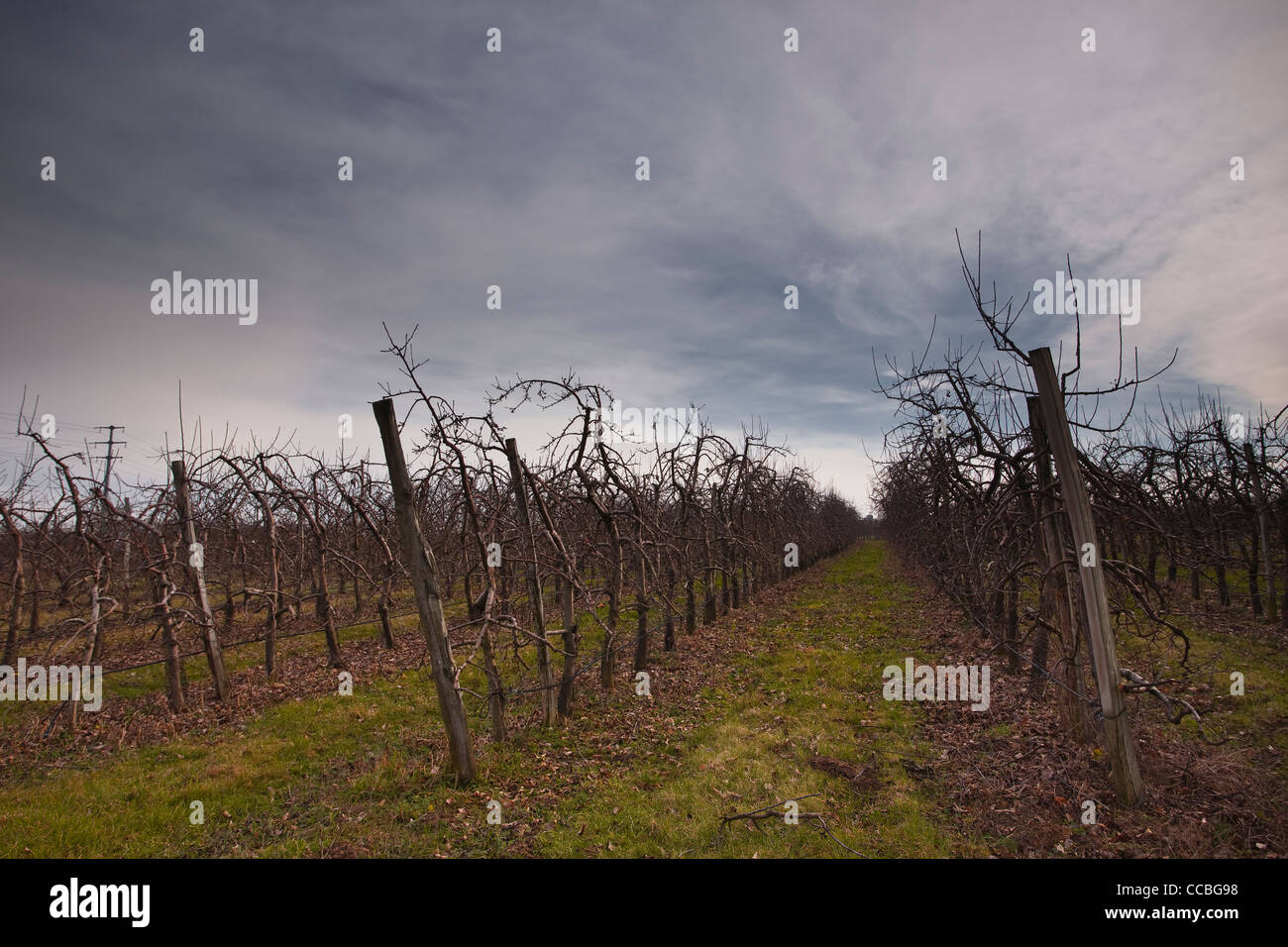 Row upon row of cherry trees near to Villandry, France. The trees themselves are nearly 2 metres in height. Stock Photo