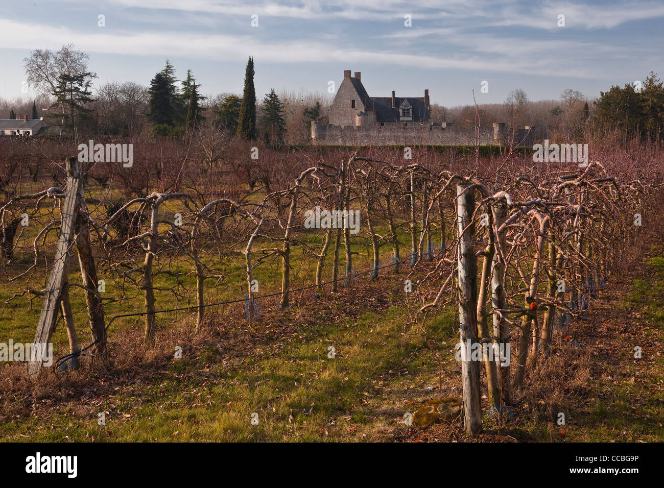Row upon row of cherry trees near to Villandry, France. Stock Photo