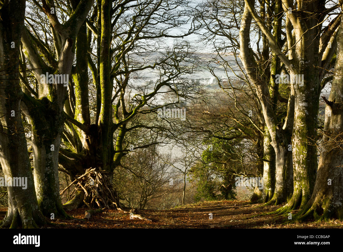 Old beech trees in Whiddon, or Whyddon Deer Park. 16th century old park, Teign Valley, Dartmoor. Stock Photo