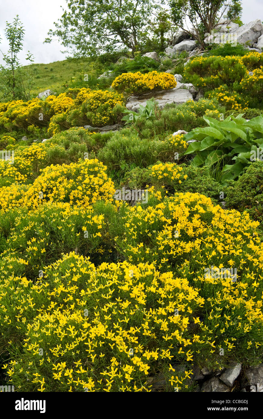 genista radiata flowers, arera mountain, italy Stock Photo
