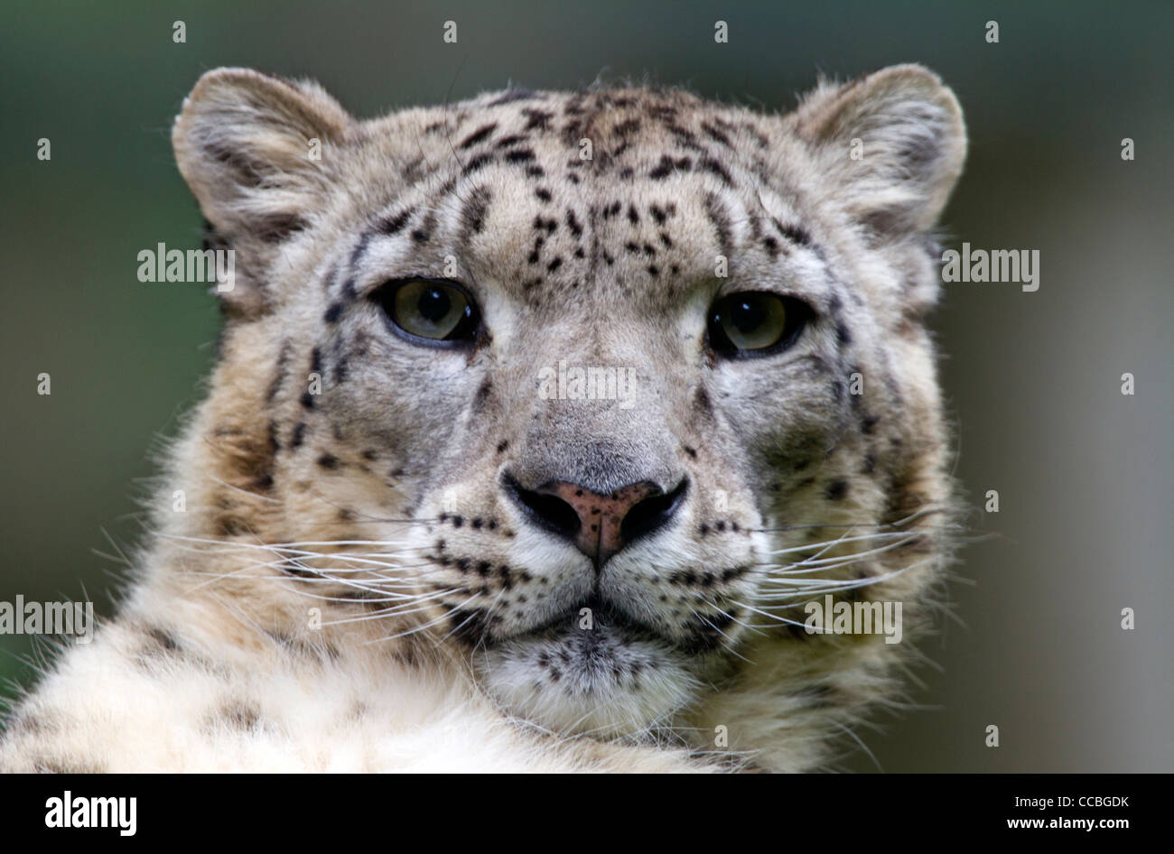 Portrait of a Snow Leopard ( Uncia uncia) Stock Photo