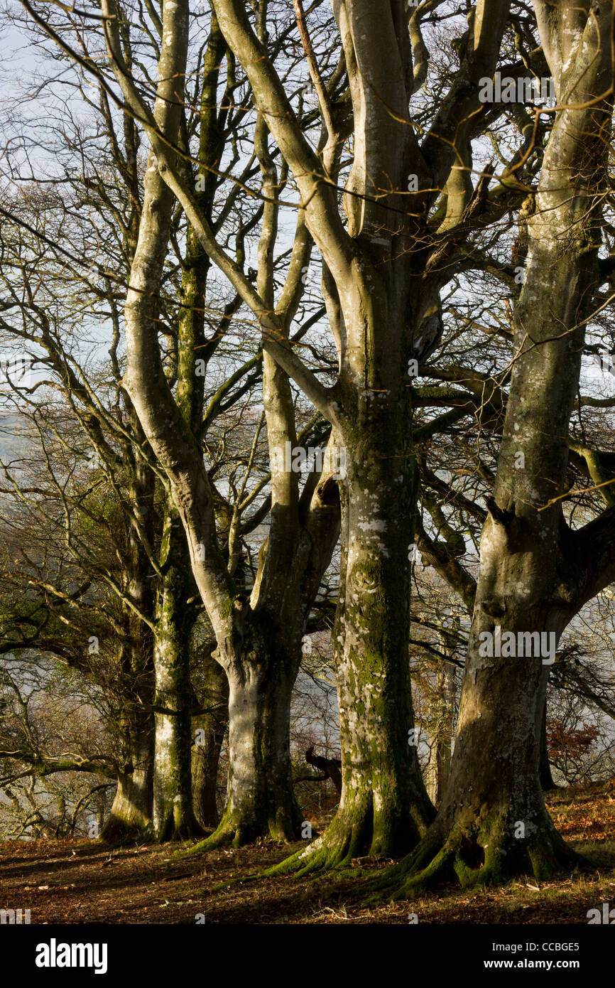 Old beech trees in Whiddon, or Whyddon Deer Park. 16th century old park, Teign Valley, Dartmoor. Stock Photo