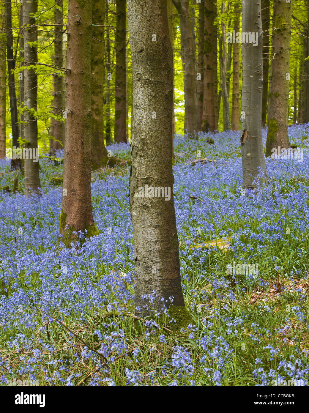 Bluebells carpeting Delcombe Wood, Dorset, England, UK. Stock Photo