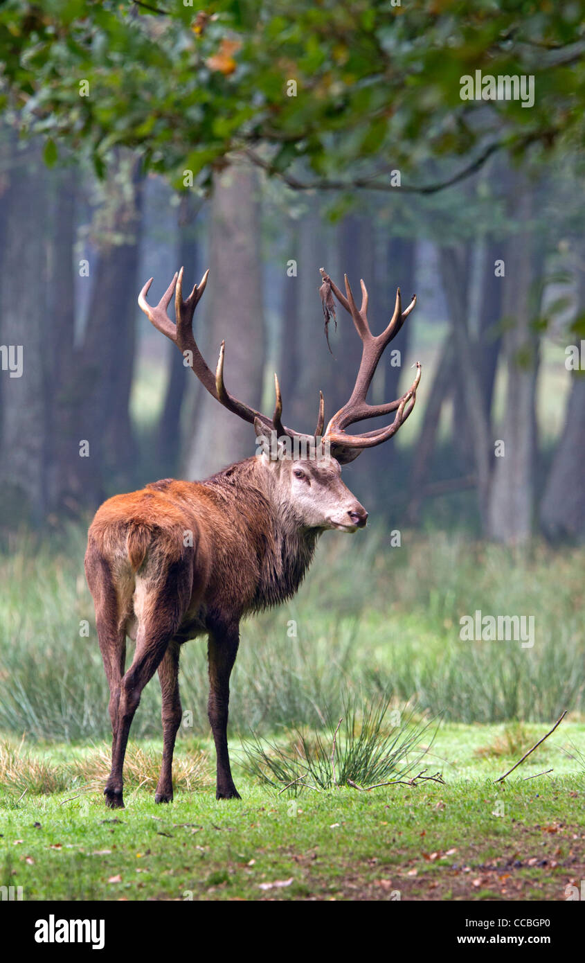 Red Deer (Cervus elaphus Stock Photo - Alamy