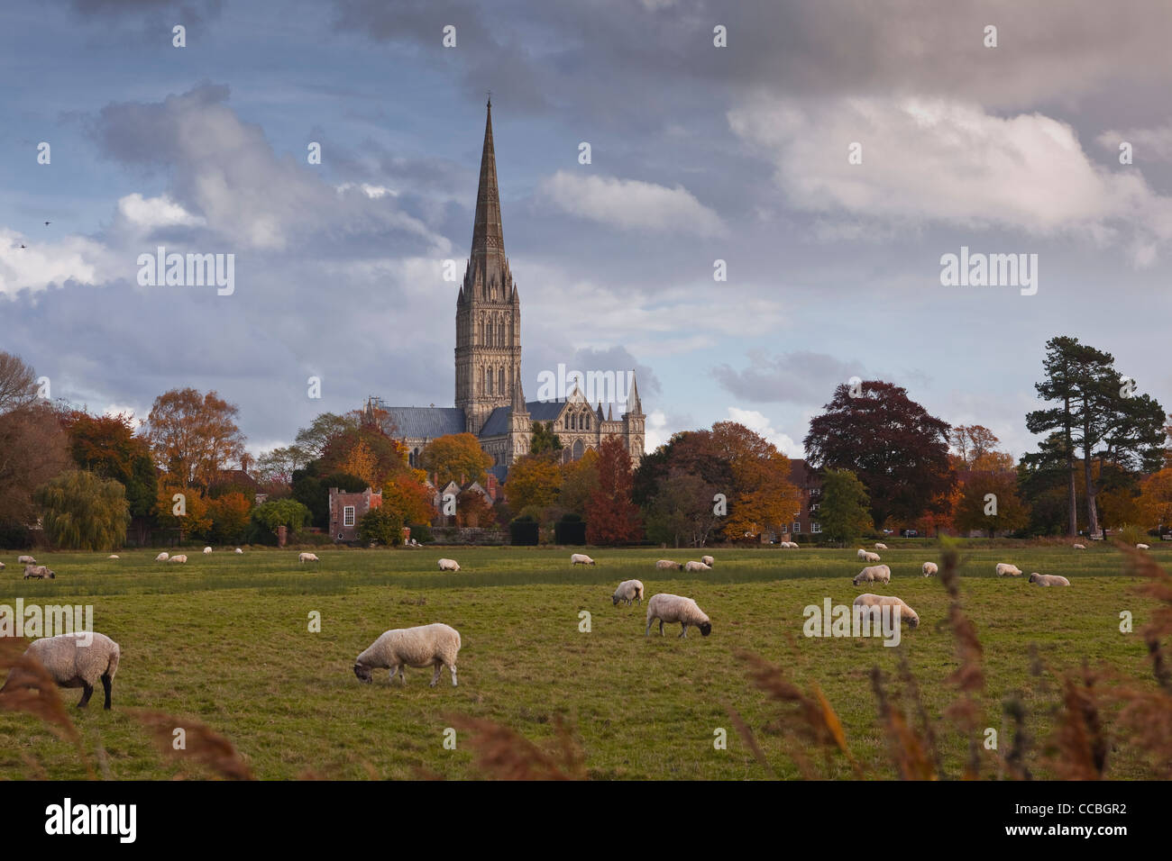 Salisbury Cathedral and the west harnham water meadows, Salisbury