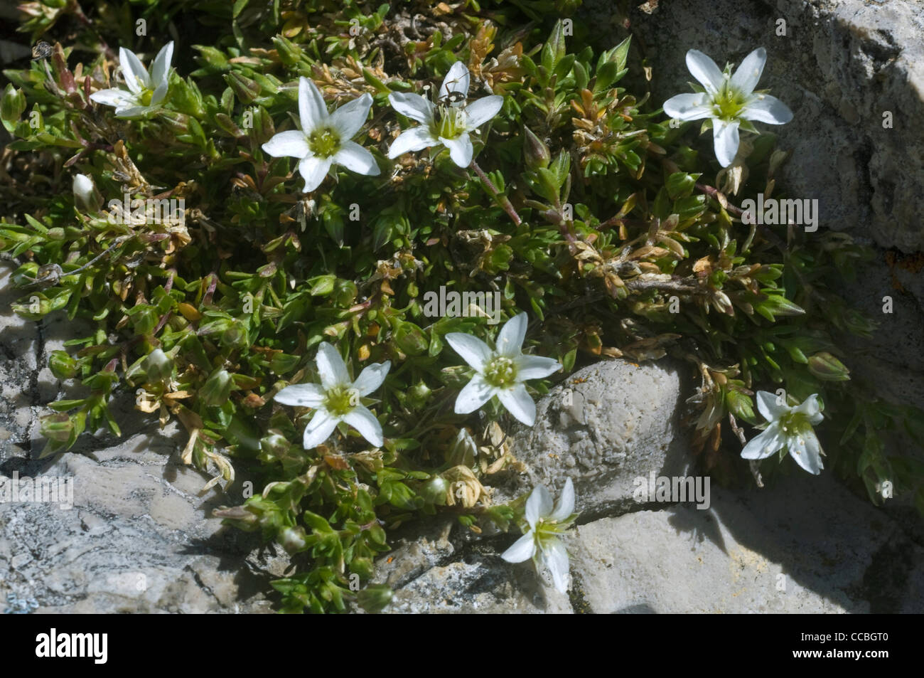 arenaria ciliata flowers, sella pass, italy Stock Photo