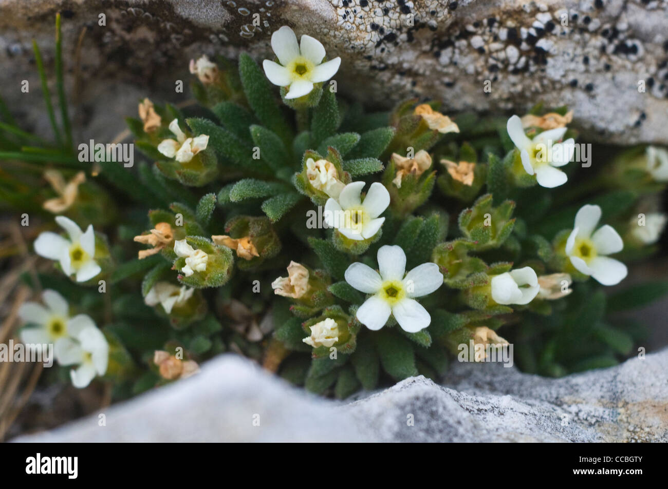 androsace hausmannii flowers, sella pass, italy Stock Photo