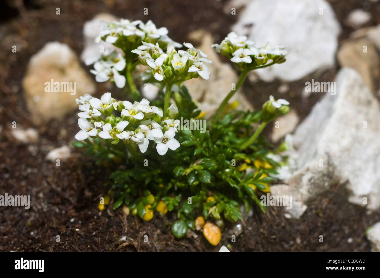 pritzelago alpina brevicaulis flowers, sella pass, italy Stock Photo
