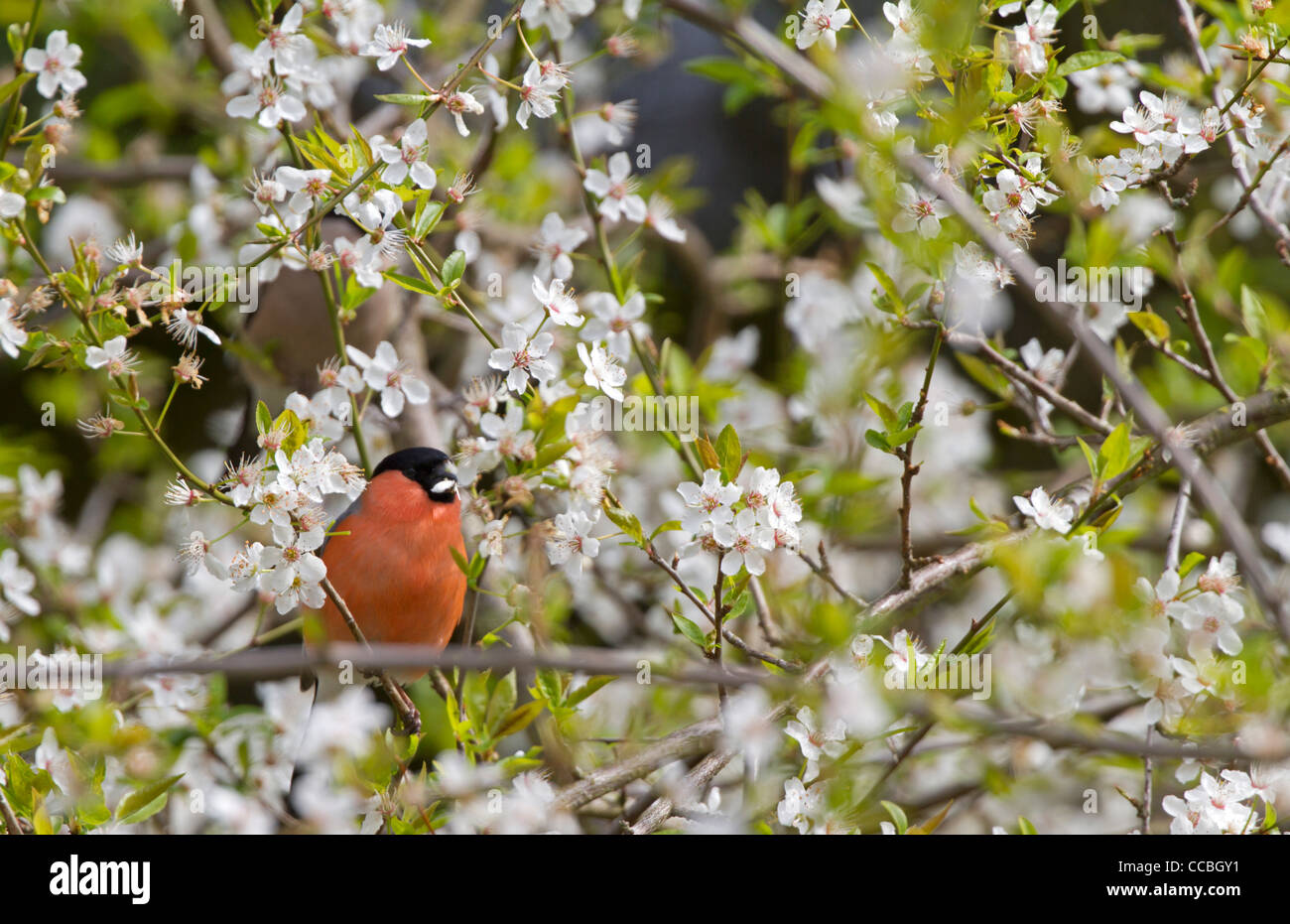 Bullfinch (Pyrrhula pyrrhula) Stock Photo