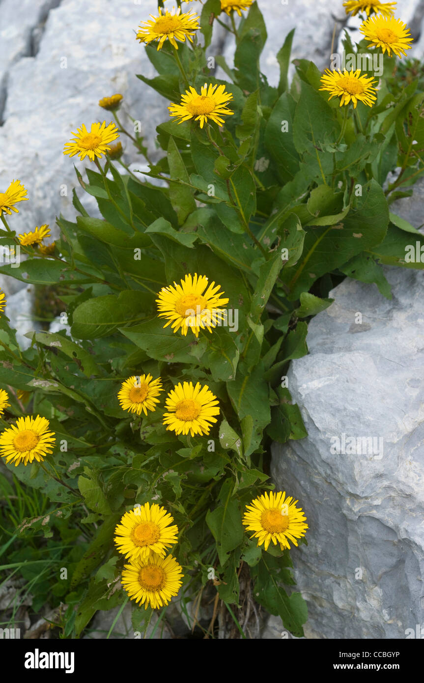 telekia speciosissima flowers, arera mountain, italy Stock Photo
