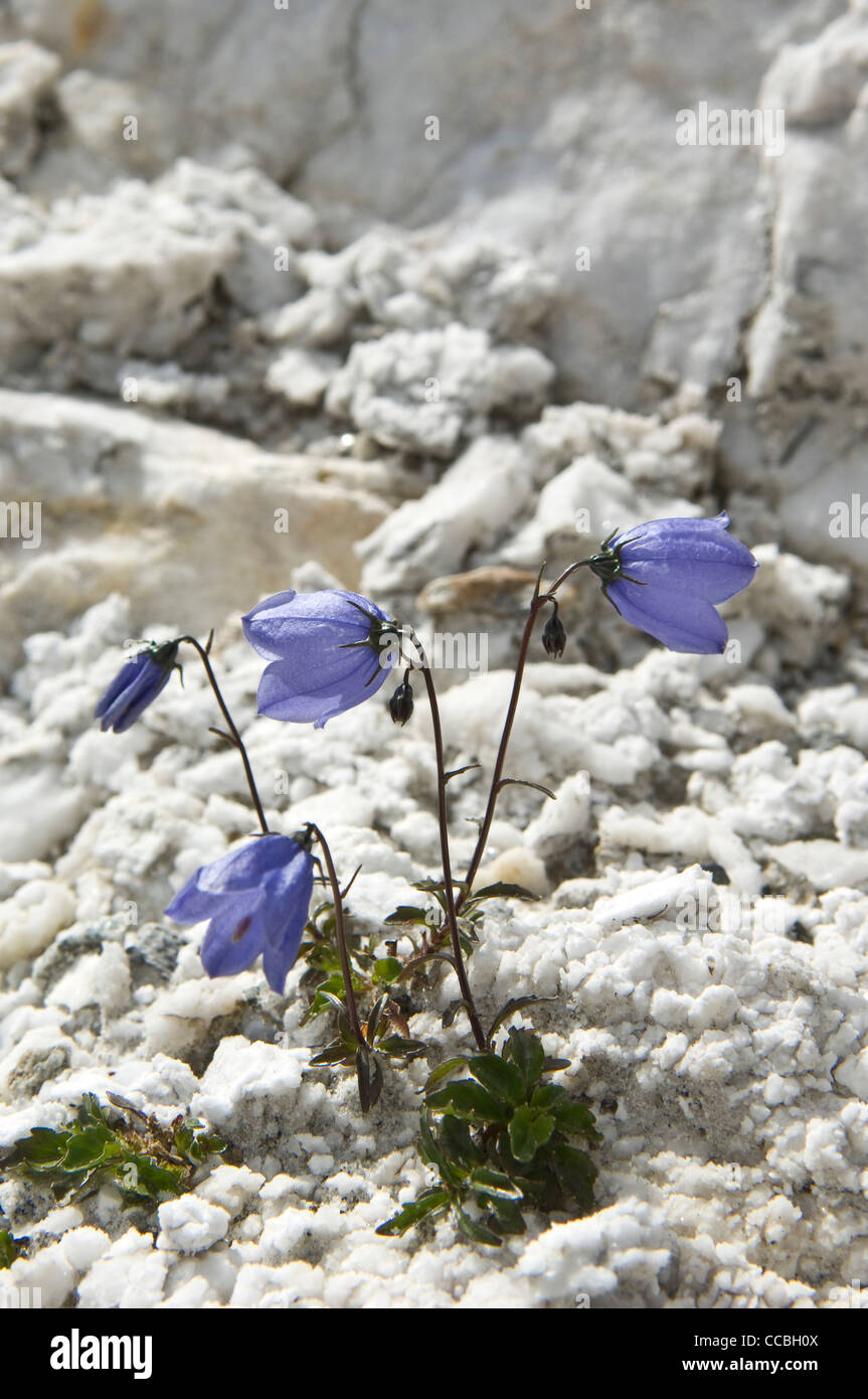 campanula cochleariifolia flowers, lucomagno, switzerland Stock Photo