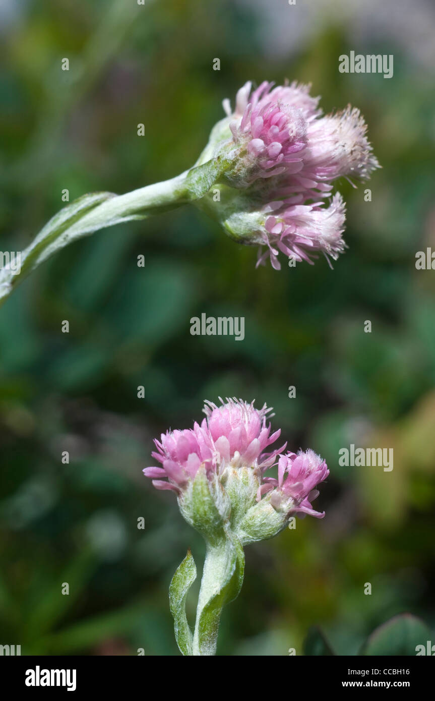 antennaria dioica flowers, oberalppass, switzerland Stock Photo