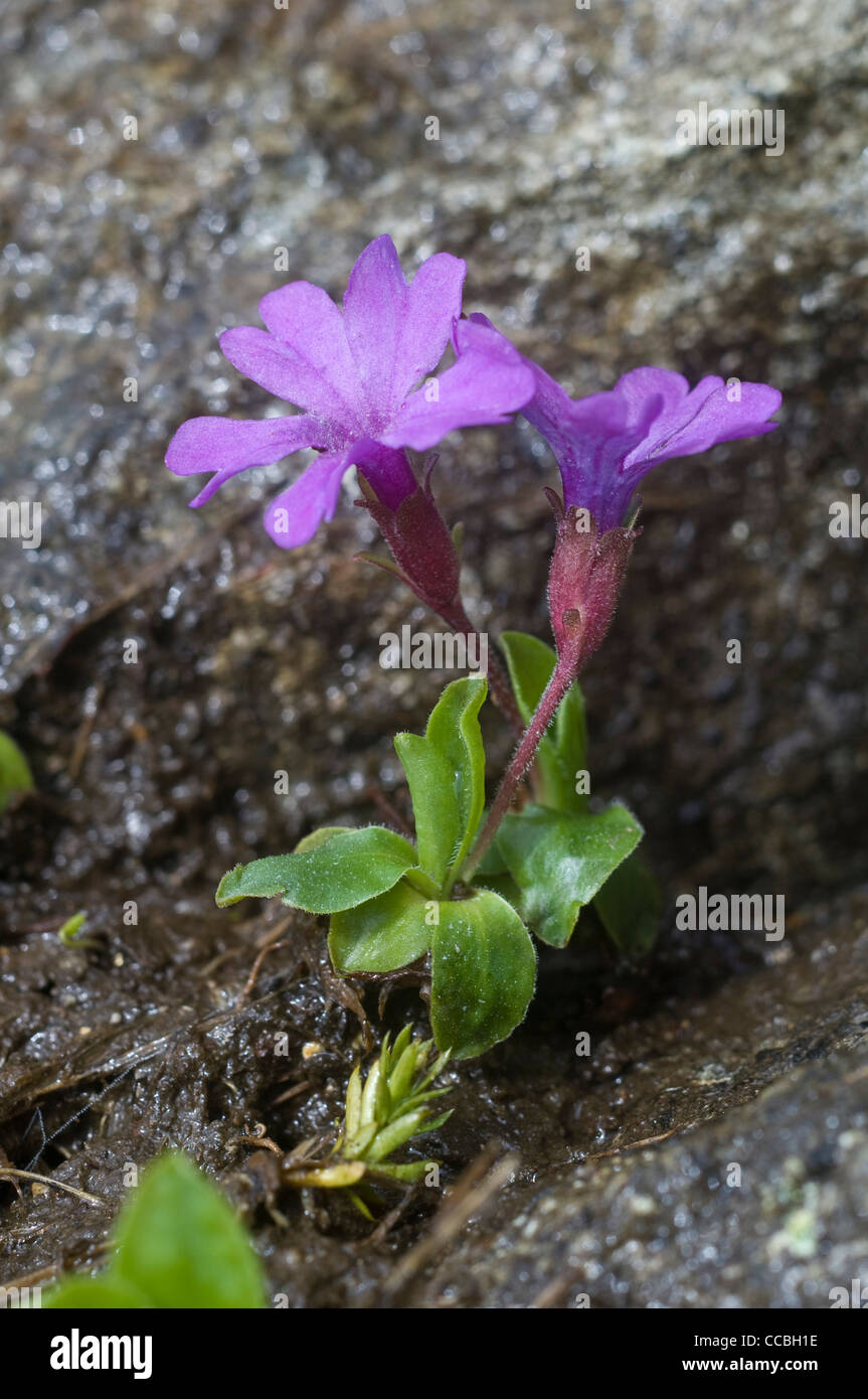 primula integrifolia flowers, oberalppass, switzerland Stock Photo