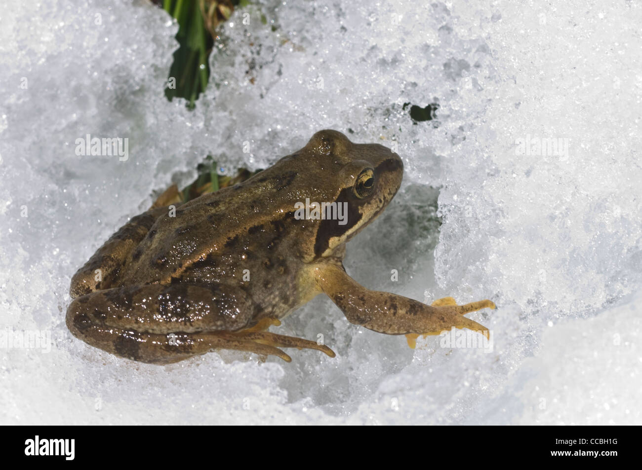 rana latastei frog, oberalppass, switzerland Stock Photo