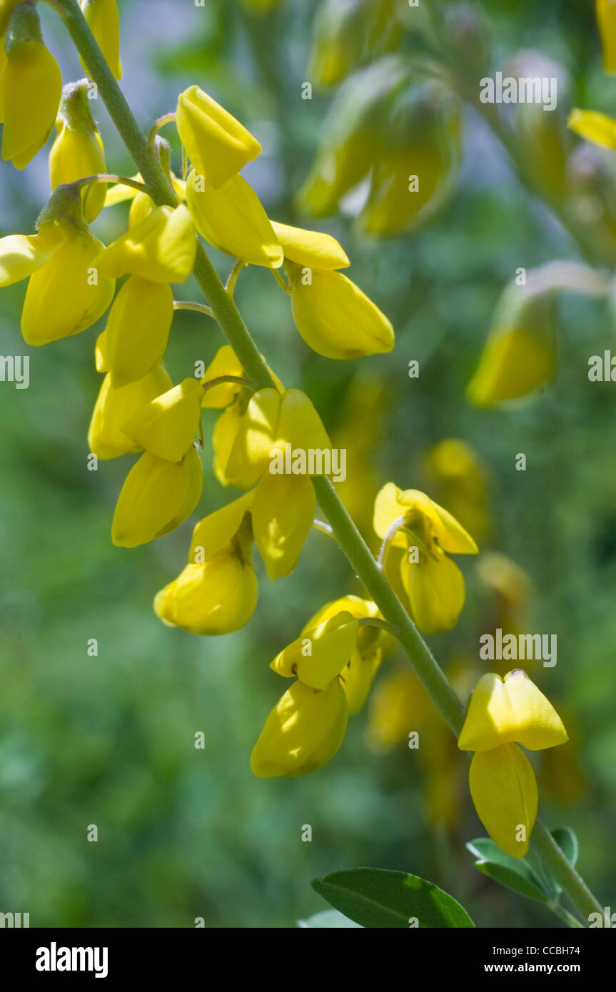 cytisus nigricans nigricans flowers, vilminore di scalve, italy Stock Photo
