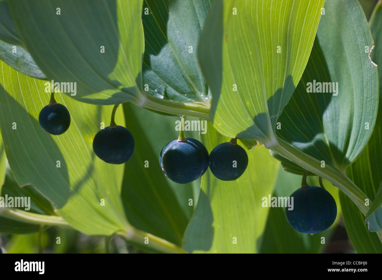 polygonatum odoratum fruits, engadine national park, switzerland Stock Photo