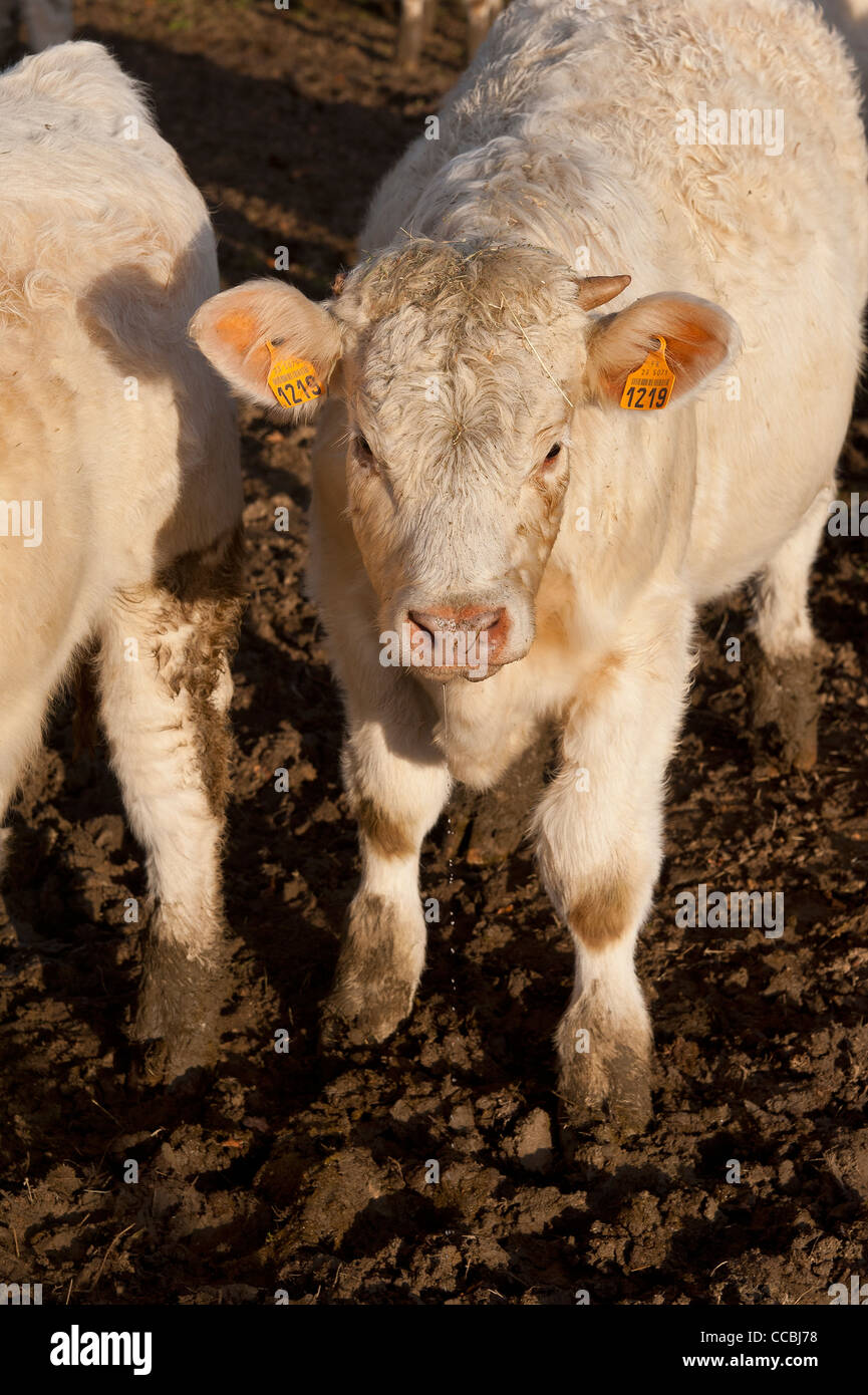 Young calf in mud in winter Stock Photo