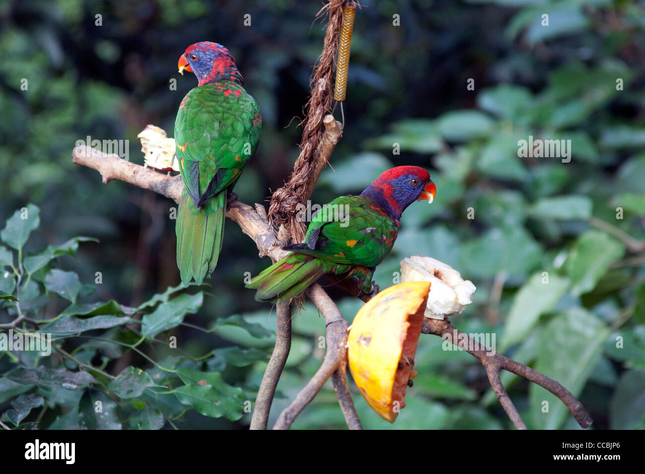 Black-capped Lory bird - Lorius lory - sitting on a branch eating fruit