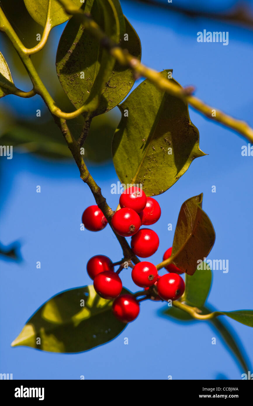 Holly tree berries Stock Photo Alamy