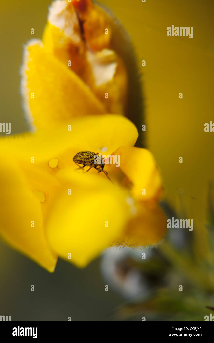 Weevil on yellow flower Stock Photo