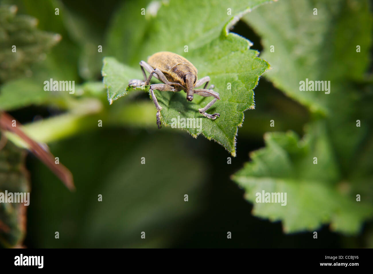 Weevil (Lixus angustatus) on leaf Stock Photo