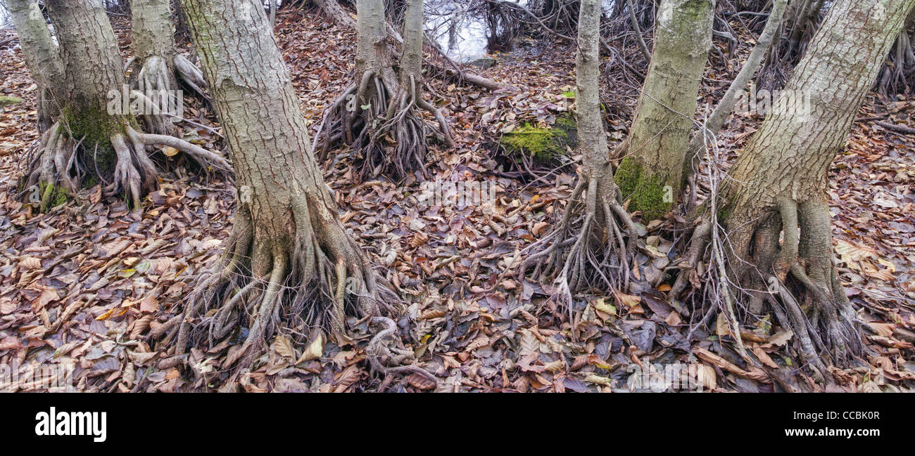 Trunks exposed roots hi-res stock photography and images - Alamy