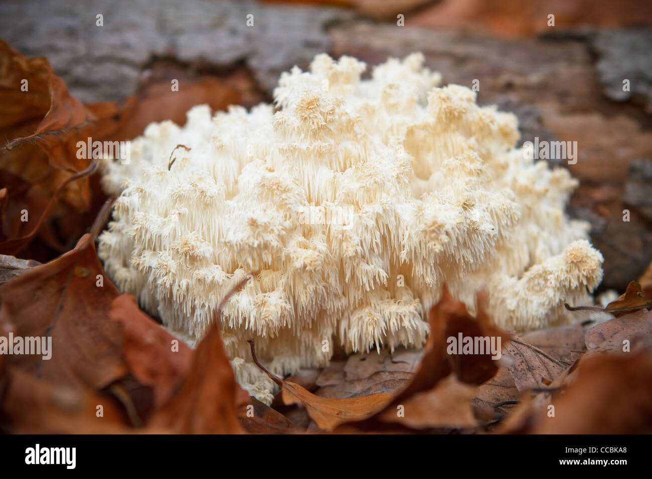 Coral tooth (Hericium coralloides, Hericium clathroides) on dead wood. Stock Photo